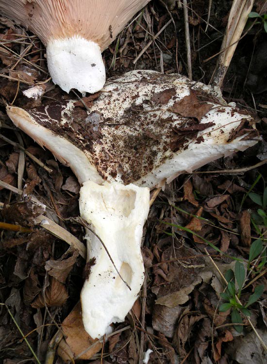 Leucopaxillus rhodoleucus ?